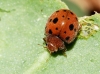 Subcoccinella vigintiquatuorpunctata