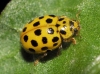 Thea vigintiduopunctata