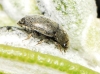 Thymogethes sp.