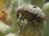 Cionus sp.