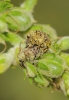 Cionus sp.