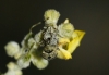 Cionus sp.