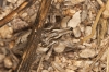Coniocleonus sp.