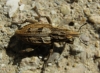 Coniocleonus sp.