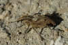 Coniocleonus sp.
