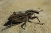 Coniocleonus sp.