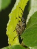 Curculio nucum