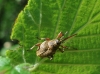 Curculio nucum