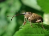 Curculio nucum