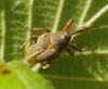 Curculio nucum