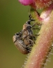 Gymnetron sp.