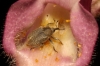 Gymnetron sp.