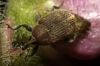 Gymnetron sp.