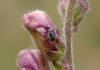 Gymnetron sp.