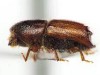 Ips acuminatus