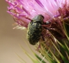 Larinus sp.