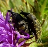 Larinus turbinatus