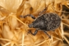 Larinus australis?