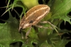 Larinus ursus