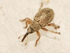 Lepidapion sp.