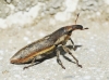 Lixus sp.