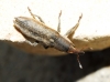 Lixus sp.