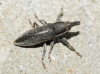 Lixus sp.