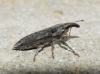 Lixus sp.