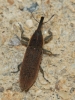 Lixus sp.