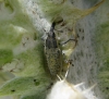 Lixus sp.