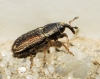 Mecinus circulatus?