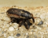 Mecinus circulatus?