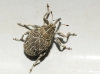 Mogulones sp.