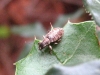 Pachyrhinus?
