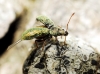 Phyllobius sp.