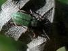 Phyllobius sp.?