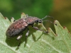 Phyllobius sp.