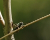 Phyllobius sp.