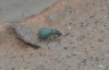 Polydrusus sp.