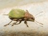 Polydrusus sp.?