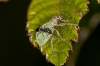 Polydrusus?