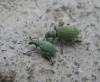 Polydrusus sp.