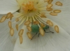 Polydrusus sp.