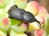 Scyphophorus acupunctatus Gyllenhal, 1838