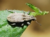 Sitona discoideus