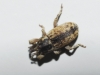 Tychius sp.