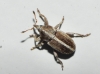 Tychius sp.