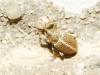 Tychius sp.