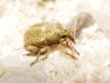 Tychius sp.