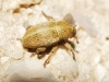 Tychius sp.